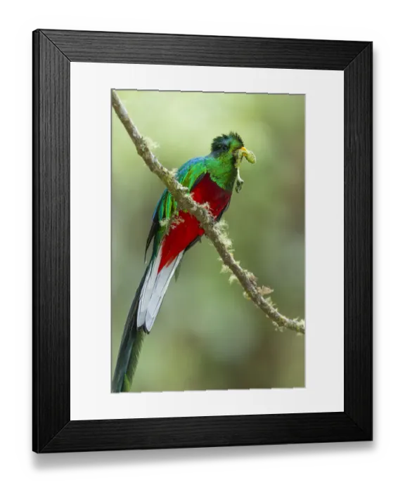 Framed Print : Resplendent Quetzal