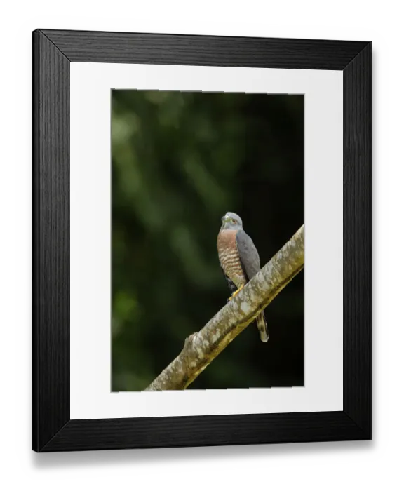 Framed Print : Double-toothed Kite (Harpagus bidentatus) Framed Print : Double-toothed Kite (Harpagus bidentatus)