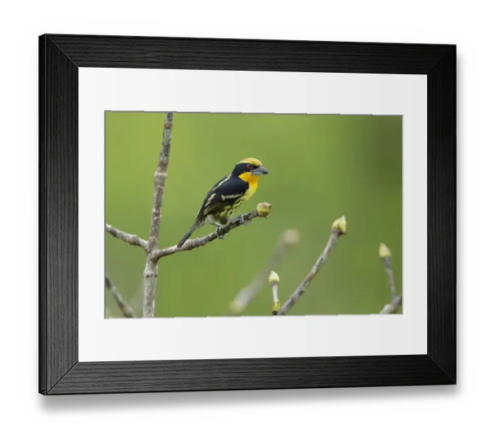 Framed Print : Gilded Barbet (Capito auratus) Framed Print : Gilded Barbet (Capito auratus)