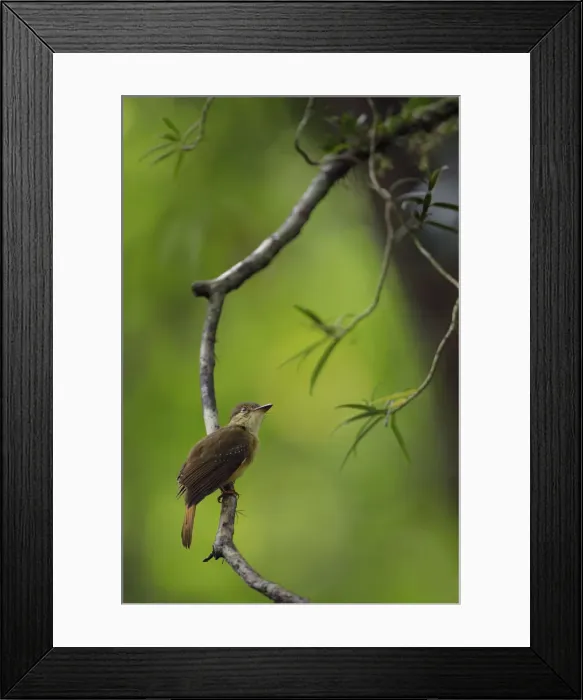 Framed Print : Royal Flycatcher Framed Print : Royal Flycatcher