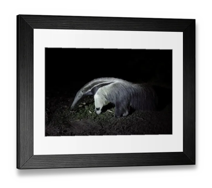 Framed Print : Giant Anteater (Myrmecophaga tridactyla) Framed Print : Giant Anteater (Myrmecophaga tridactyla)