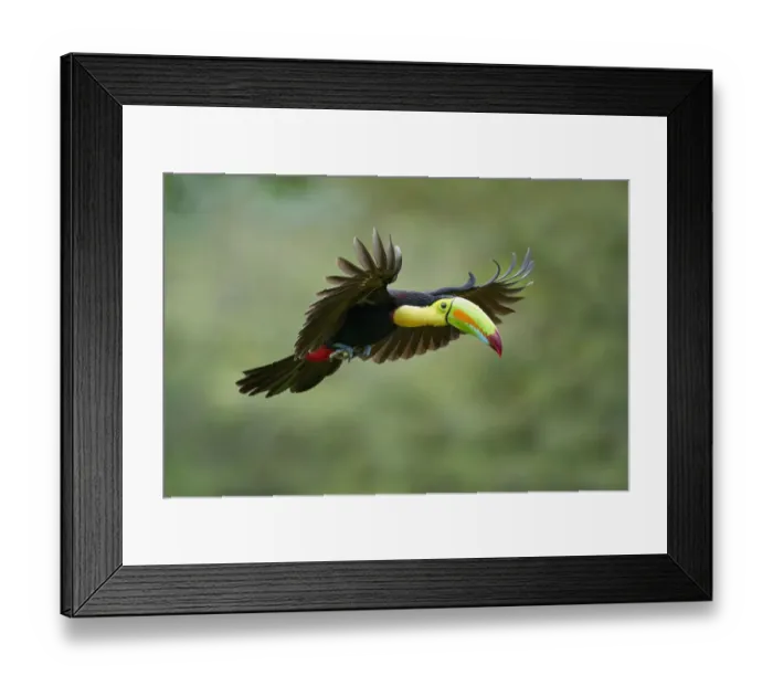 Framed Print : Keel-billed Toucan (Ramphastos sulfuratus)