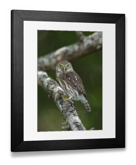 Framed Print : Ferruginous Pygmy-Owl Framed Print : Ferruginous Pygmy-Owl