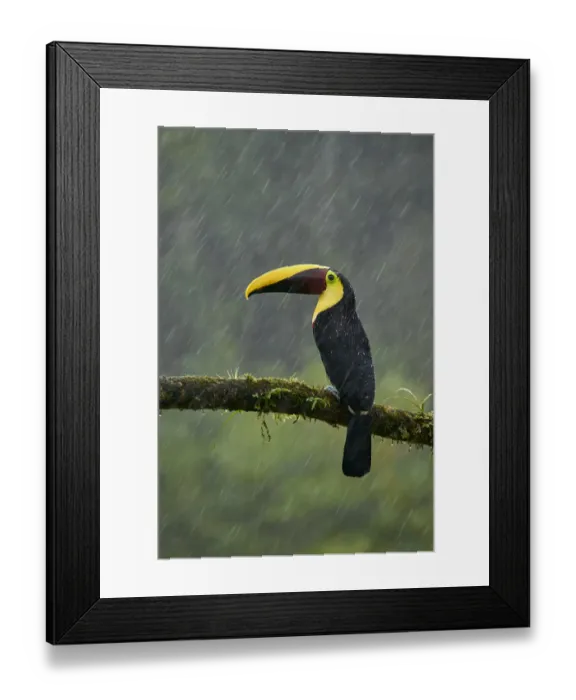 Framed Print : Yellow-throated Toucan Framed Print : Yellow-throated Toucan