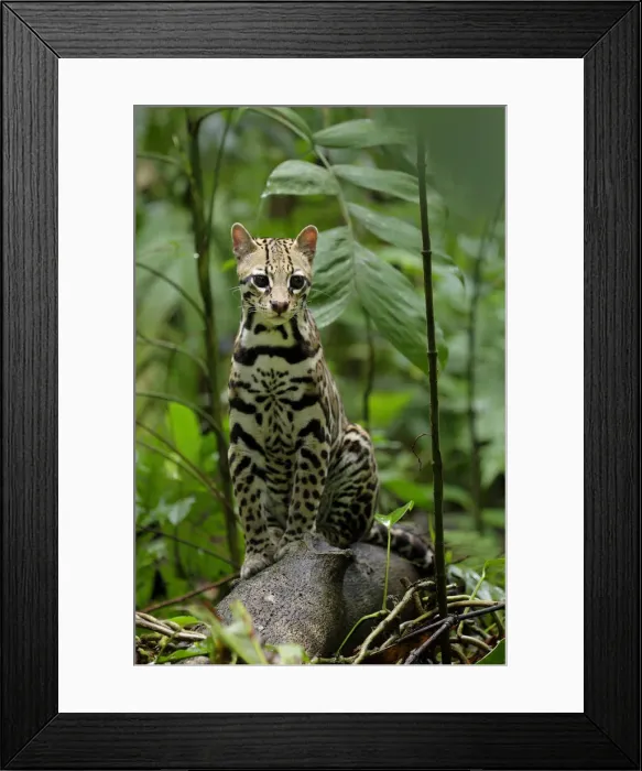 Framed Print : Ocelot (Leopardus pardalis) sitting on log inside Corcovado National Park, Costa Rica Framed Print : Ocelot (Leopardus pardalis) sitting on log inside Corcovado National Park, Costa Rica