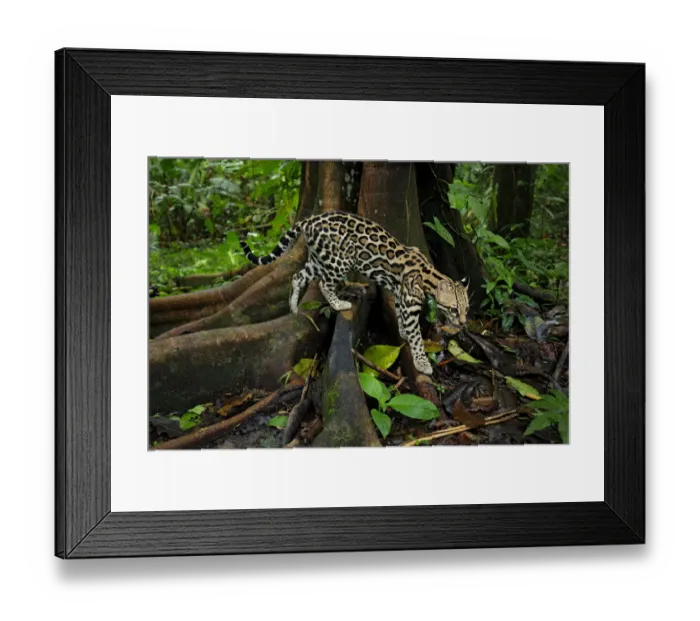 Framed Print : Ocellot (Leopardus pardalis) looking for prey on forest floor Framed Print : Ocellot (Leopardus pardalis) looking for prey on forest floor