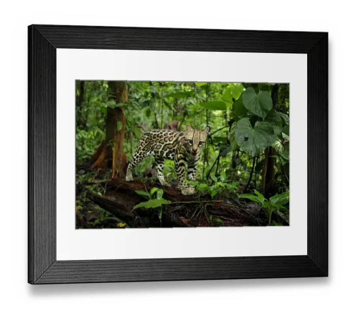 Framed Print : Ocellot (Leopardus pardalis) resting on log on forest floor Framed Print : Ocellot (Leopardus pardalis) resting on log on forest floor