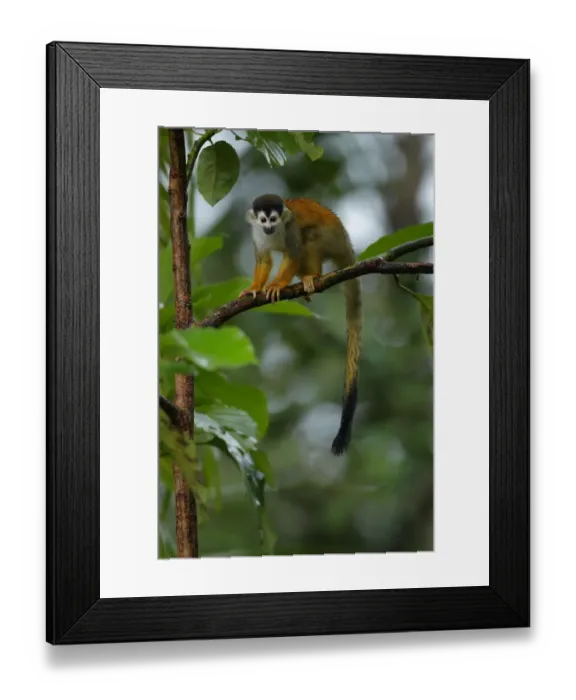 Framed Print : Central American Squirrel Monkey