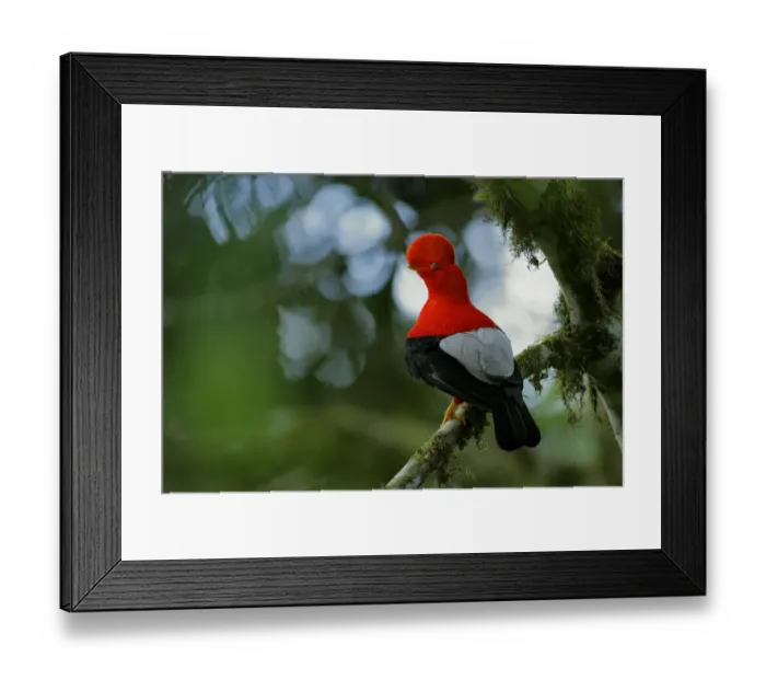 Framed Print : Andean Cock-of-the-rock Framed Print : Andean Cock-of-the-rock