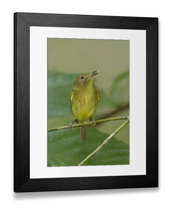 Framed Print : Southern Bentbill (Oncostoma olivaceum) Framed Print : Southern Bentbill (Oncostoma olivaceum)