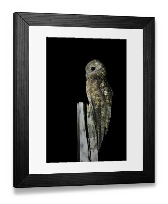 Framed Print : Great Potoo Framed Print : Great Potoo