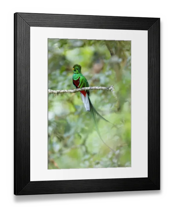 Framed Print : Resplendent Quetzal Framed Print : Resplendent Quetzal