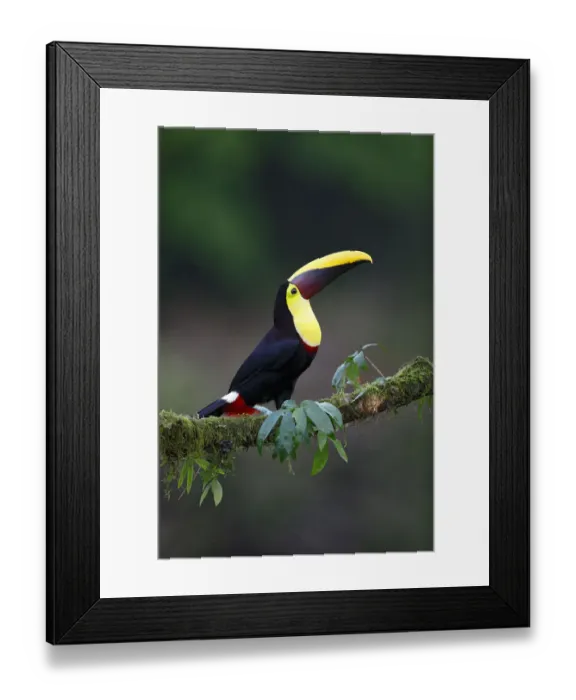 Framed Print : Yellow-throated Toucan Framed Print : Yellow-throated Toucan