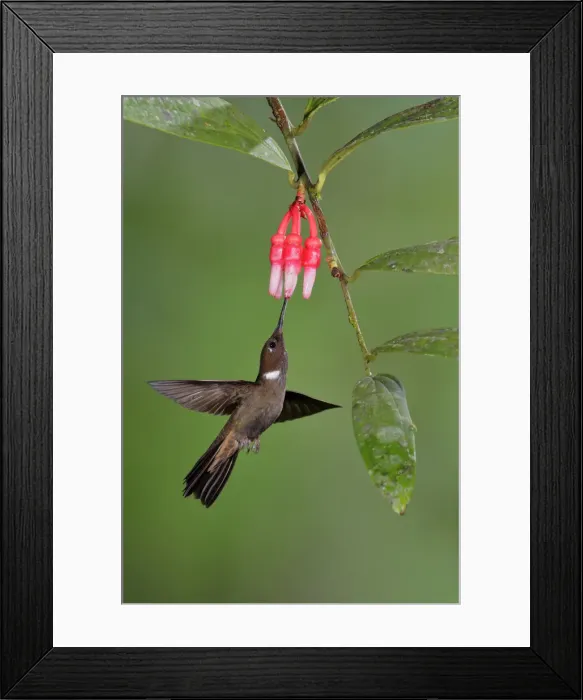 Framed Print : Brown Inca Framed Print : Brown Inca