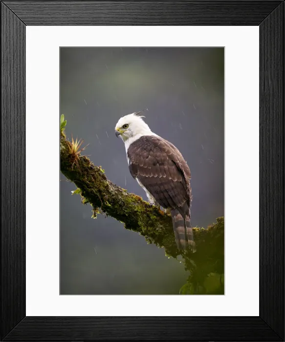 Framed Print : Ornate Hawk-Eagle