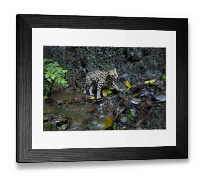 Framed Print : Ocelot (Leopardus pardalis) walking near basalt wall Framed Print : Ocelot (Leopardus pardalis) walking near basalt wall