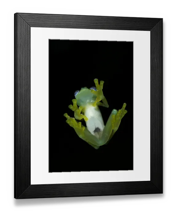 Framed Print : Ghost Glass Frog