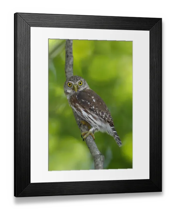 Framed Print : Ferruginous Pygmy-Owl