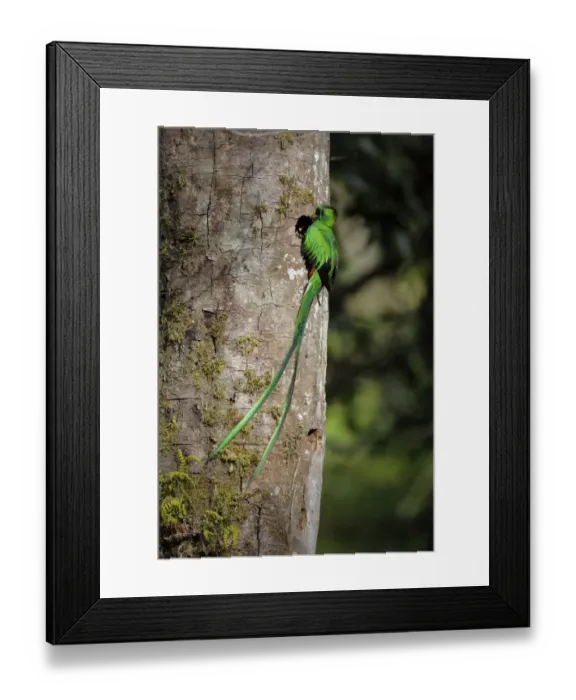 Framed Print : Resplendent Quetzal Framed Print : Resplendent Quetzal