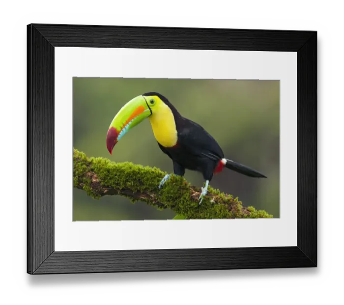 Framed Print : Keel-billed Toucan