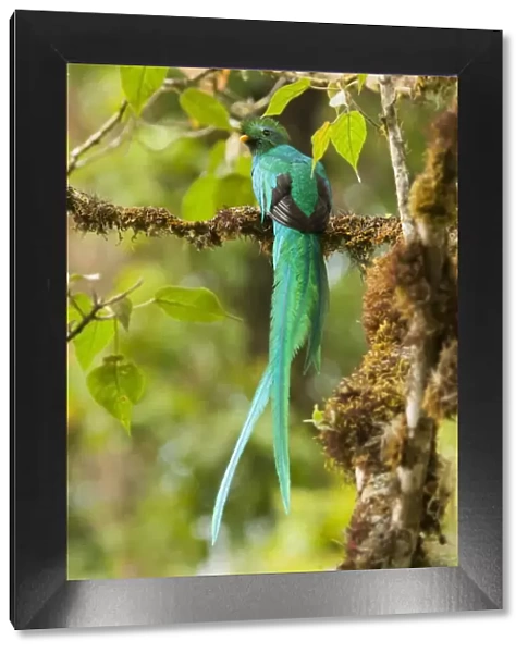 Resplendent Quetzal (Pharomachrus mocinno) male