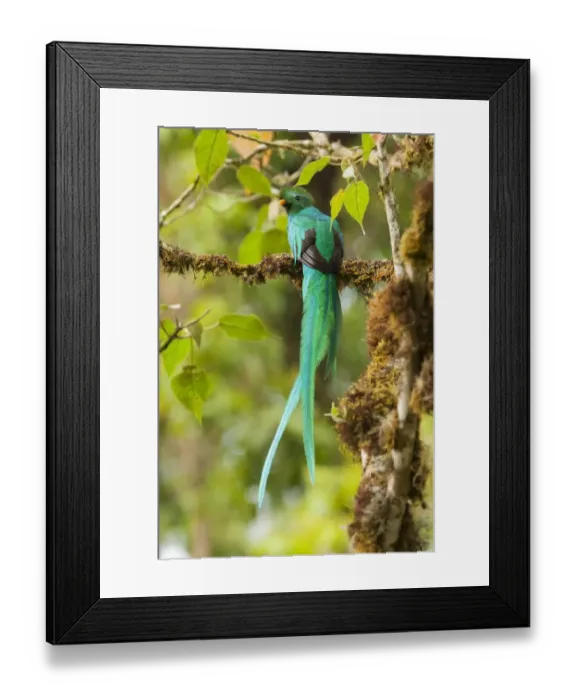 Framed Print : Resplendent Quetzal (Pharomachrus mocinno) male Framed Print : Resplendent Quetzal (Pharomachrus mocinno) male