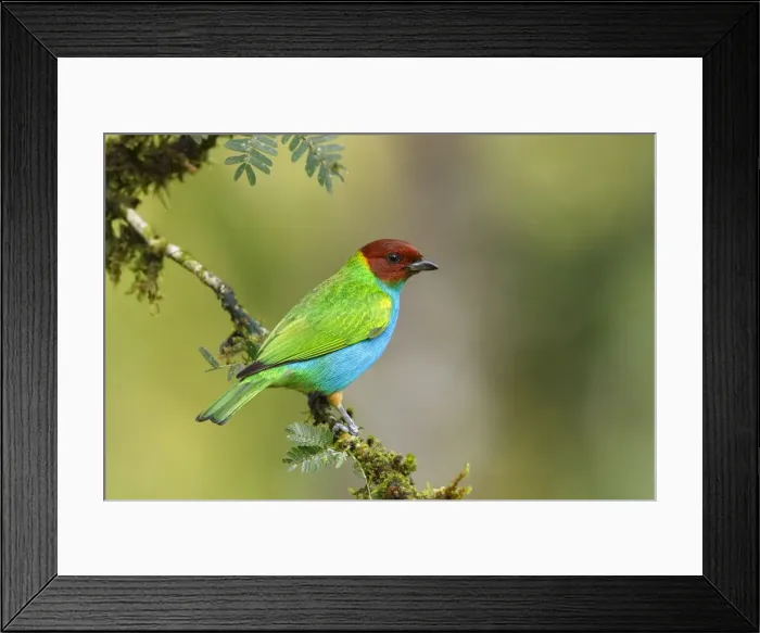 Framed Print : Bay-headed Tanager Framed Print : Bay-headed Tanager