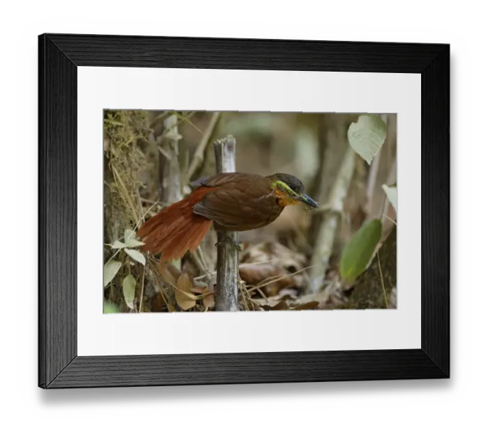 Framed Print : Streak-breasted Treehunter (Thripadectes rufobrunneus) Framed Print : Streak-breasted Treehunter (Thripadectes rufobrunneus)