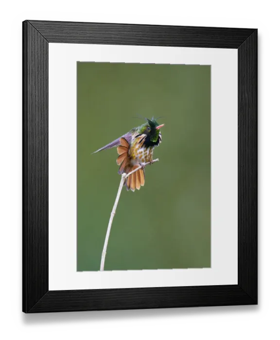 Framed Print : Black-crested Coquette (Lophornis helenae) Framed Print : Black-crested Coquette (Lophornis helenae)