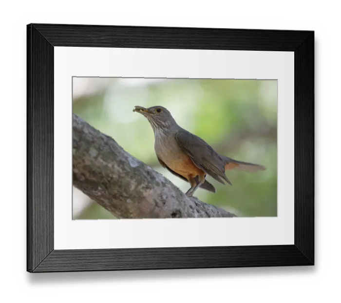 Framed Print : Rufous-bellied Thrush Framed Print : Rufous-bellied Thrush