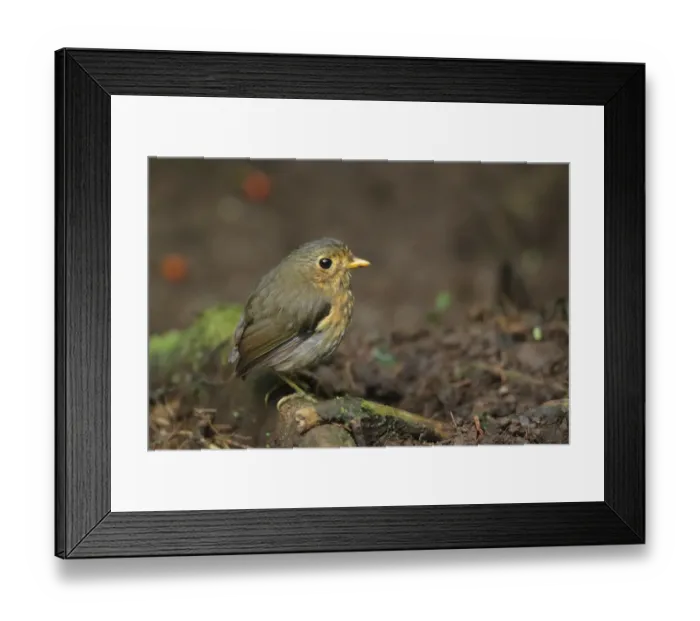 Framed Print : Ochre-breasted Antpitta (Grallaricula flavirostris) Framed Print : Ochre-breasted Antpitta (Grallaricula flavirostris)