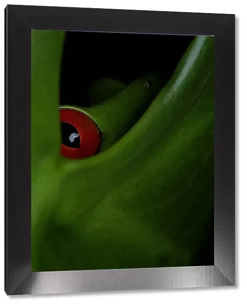 Red-eyed Tree-frog