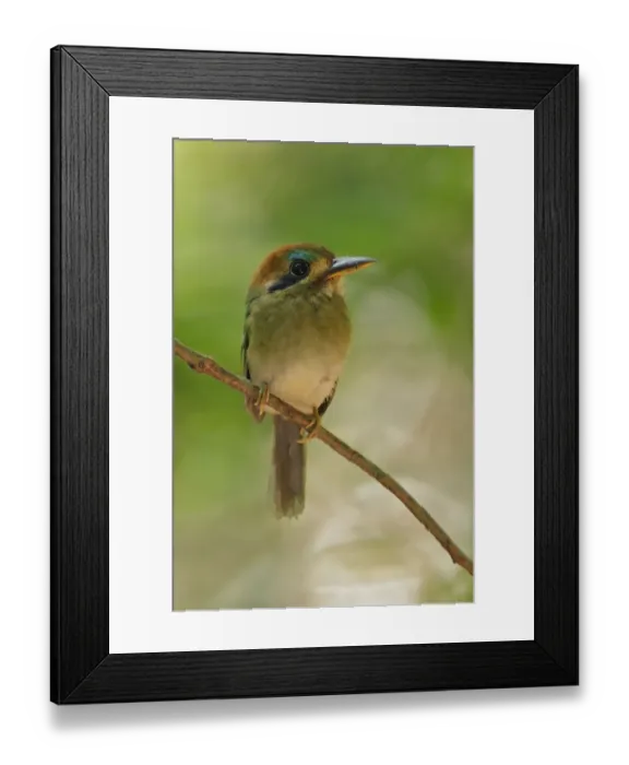 Framed Print : Tody Motmot (Hylomanes momotula) Framed Print : Tody Motmot (Hylomanes momotula)