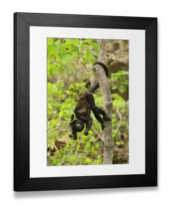 Framed Print : Mantled Howler Monkey Framed Print : Mantled Howler Monkey