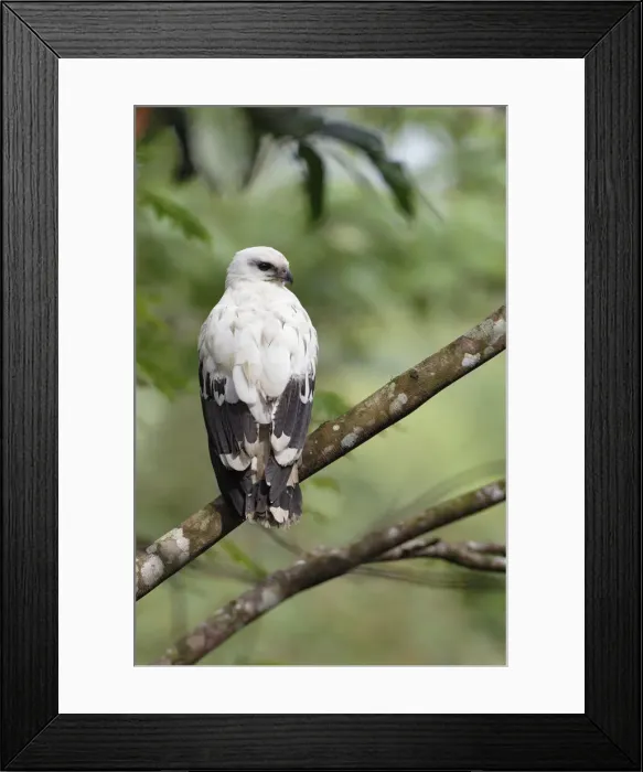 Framed Print : White Hawk (Pseudastur albicollis) Framed Print : White Hawk (Pseudastur albicollis)