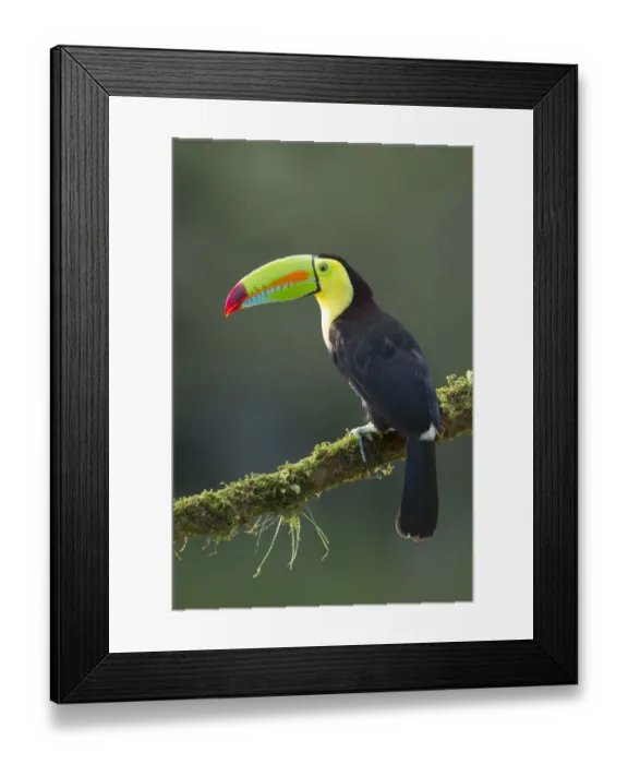 Framed Print : Keel-billed Toucan Framed Print : Keel-billed Toucan