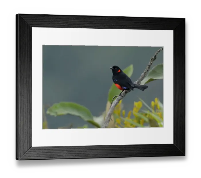 Framed Print : Scarlet-bellied Mountain-Tanager Framed Print : Scarlet-bellied Mountain-Tanager