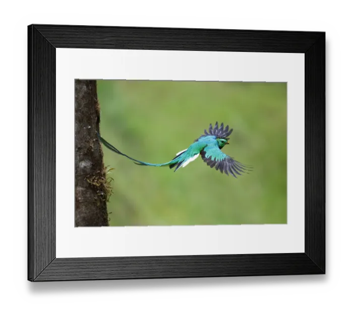 Framed Print : Resplendent Quetzal leaving nest Framed Print : Resplendent Quetzal leaving nest