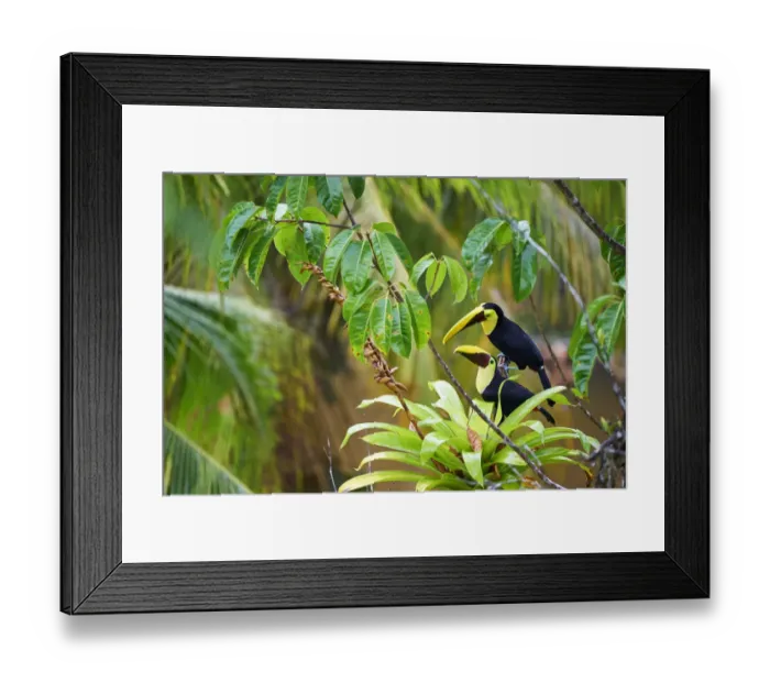 Framed Print : Yellow-throated Toucan