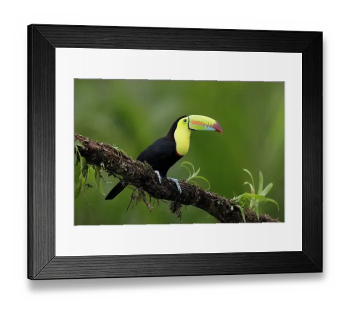 Framed Print : Keel-billed Toucan (Ramphastos sulfuratus) Framed Print : Keel-billed Toucan (Ramphastos sulfuratus)