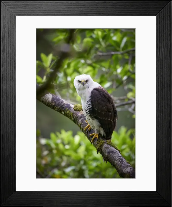 Framed Print : Ornate Hawk-Eagle Framed Print : Ornate Hawk-Eagle