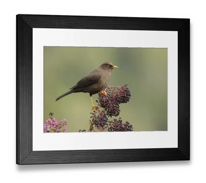 Framed Print : Sooty Thrush Framed Print : Sooty Thrush