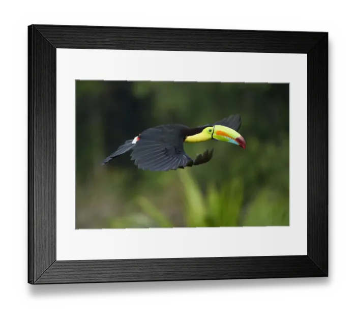 Framed Print : Keel-billed Toucan (Ramphastos sulfuratus) Framed Print : Keel-billed Toucan (Ramphastos sulfuratus)