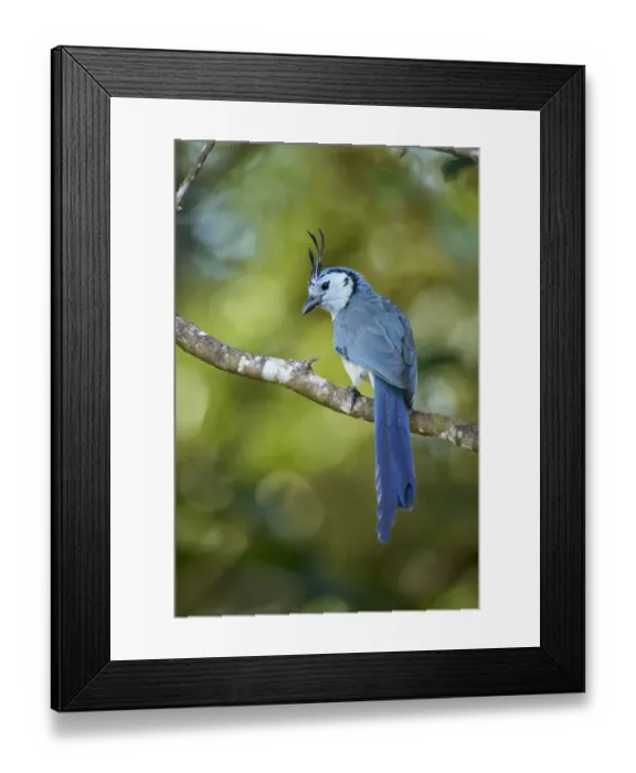 Framed Print : White-throated Magpie-Jay Framed Print : White-throated Magpie-Jay