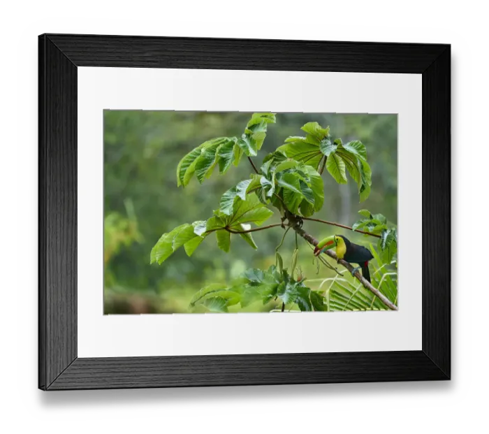 Framed Print : Keel-billed Toucan (Ramphastos sulfuratus)