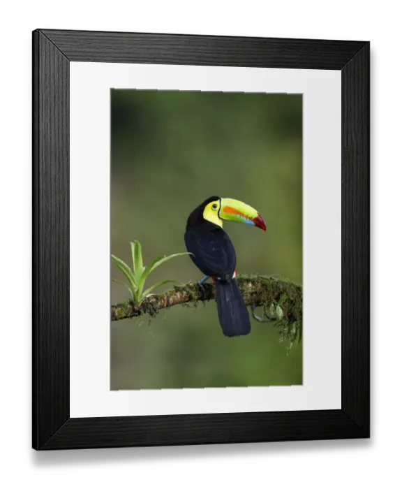 Framed Print : Keel-billed Toucan (Ramphastos sulfuratus)
