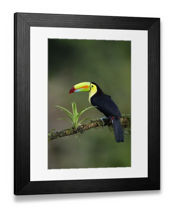 Framed Print : Keel-billed Toucan (Ramphastos sulfuratus) Framed Print : Keel-billed Toucan (Ramphastos sulfuratus)
