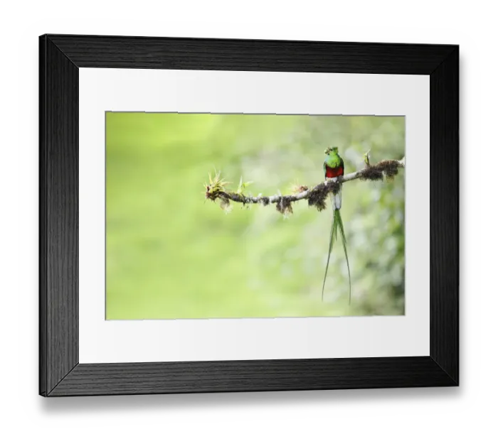 Framed Print : Resplendent Quetzal Framed Print : Resplendent Quetzal