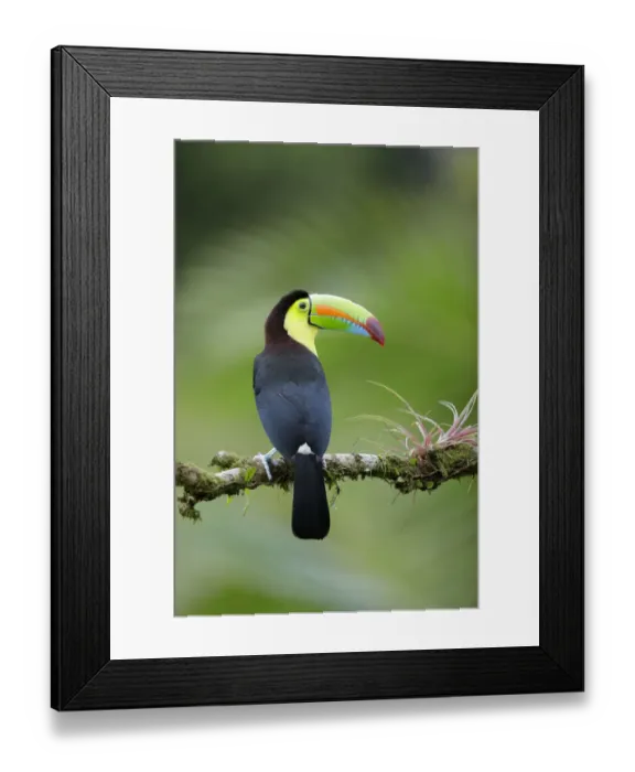 Framed Print : Keel-billed Toucan (Ramphastos sulfuratus) Framed Print : Keel-billed Toucan (Ramphastos sulfuratus)