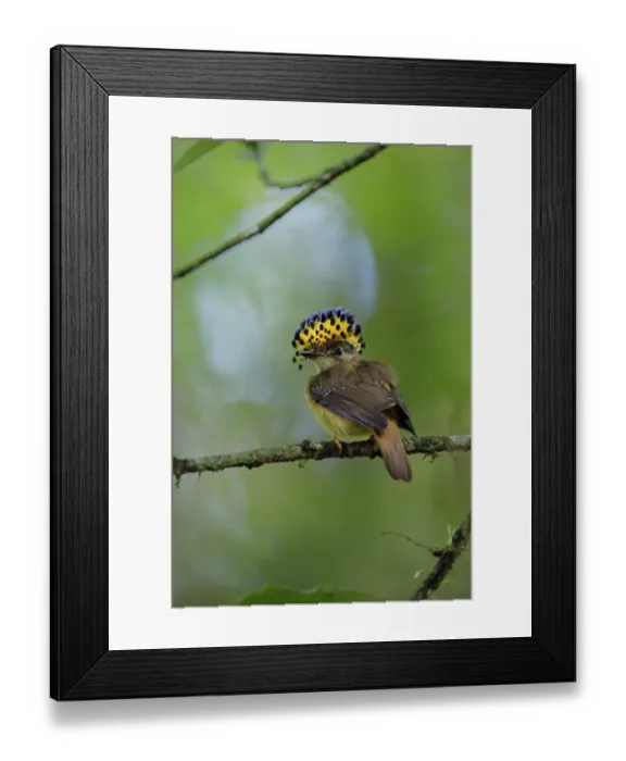 Framed Print : Royal Flycatcher Framed Print : Royal Flycatcher